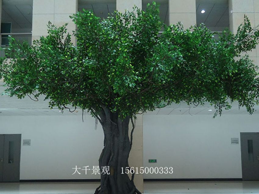 點(diǎn)擊查看詳細(xì)信息<br>標(biāo)題：室內(nèi)榕樹(shù) 閱讀次數(shù)：1489