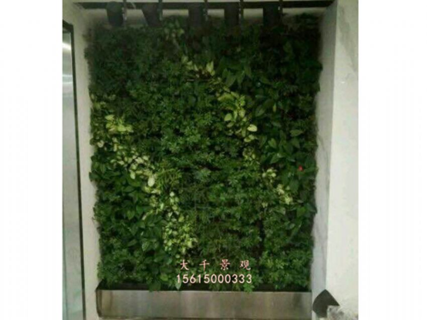 點(diǎn)擊查看詳細(xì)信息<br>標(biāo)題：綠植墻 閱讀次數(shù)：2156